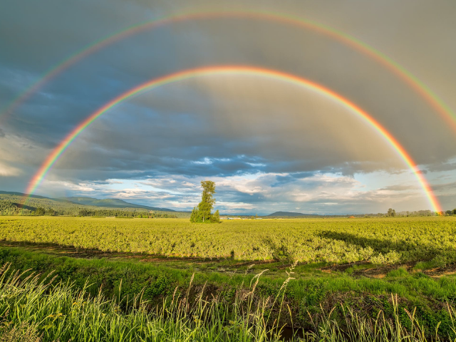 Rainbow over a field